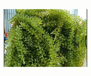 Uvas de Mar Cultivadas de Forma Sostenible, Caviar Verde Premium para Exportación Internacional con Textura Crujiente y Ricos Sabores Naturales - Product Image 3