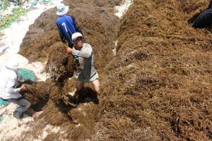 Venta al por mayor SARGASSUM ALGAS/SARGASSUM ALGAS DE ALTA CALIDAD Y MEJOR PRECIO - Product Image 6