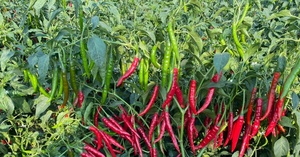 Semillas Híbridas NOORANI F1 de Chile Picante - Product Image 4