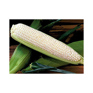 Maíz blanco seco de alta calidad, maíz dulce orgánico al 100%, venta al por mayor, procedente de Brasil - Product Image 4