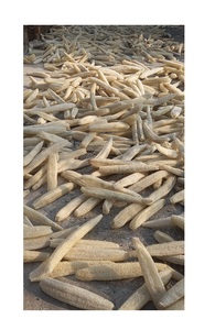 Luffa vegetal natural de alta calidad de Vietnam-Mejor precio Luffa 100% Natural barato con estándar de exportación - Product Image 6