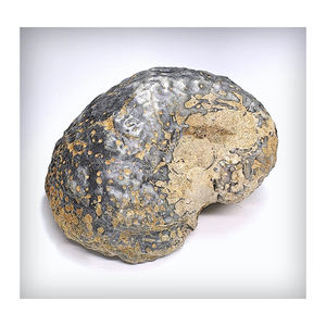 Cápsulas de Extracto Animal de Ámbar Gris Blanco de Alta Calidad para Uso Cosmético, Listas para Exportación, Opción de Precio Económico para Compradores, Personalizadas - Product Image 2