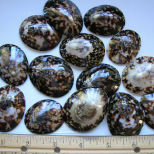 เปลือก limpet มีจำนวนมากสำหรับโครงการตกแต่งชุดจัดแสดงงานฝีมือที่ได้แรงบันดาลใจจากทะเลและดีไซน์ทางศิลปะ - Product Image 6