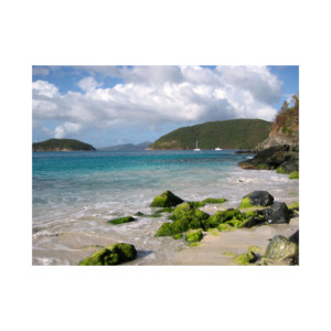 Beech Long Durable Wood <b>Logs</b> for Various Applications Competitively Priced All Your Needs Met - Product Image 4