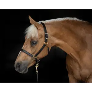 1 "Paard Havana Turnout Halter Nieuw-Drievoudig Stiksel Dubbele Gesp Kraai Verstelbare Kin Snap Op Keel Messing Vergulde Hardware