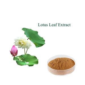 توريد المصنع ، مسحوق الطعام من الدرجة الغذائية ، خلاصة جذور اللوتس - Product Image 5