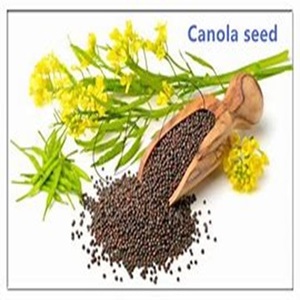 Graines de canola de qualité supérieure à vendre à des prix compétitifs - Product Image 6