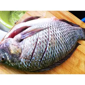 Satılık ucuz dondurulmuş taze siyah Tilapia balık toptan yuvarlak