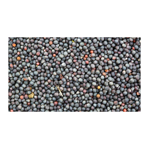 Vente en gros de graines de colza gérées pour une livraison rapide et une approvisionnement continu - Product Image 5