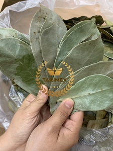 Feuilles de corossol vertes séchées naturelles de qualité supérieure CI GUO FAN LIZHI YE pour le thé, feuilles de graviola séchées en provenance du Vietnam - Product Image 5