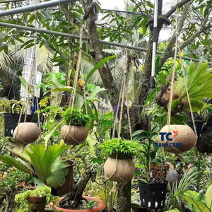 Venta al por mayor sin pulir Vintage Coco maceta ecológica hecha a mano jardín decoración logotipo personalizado Vietnam ODM - Product Image 4