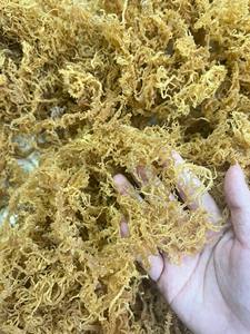WHOLESALE PRICE 100% DRIED IRISH SEA MOSS-WILD CRAFTED GOLDEN SEA MOSS SALTED & UNSALTED 24 MONTHS <b>SHELF</b> LIFE VIETNAM-CARYLN - Product Image 3