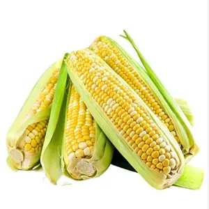 Palo de maíz glutinoso dulce de congelación rápida de conservación al por mayor, granos de maíz dulce fresco cortando en la mazorca