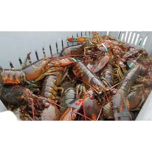 Vente de gros Homard congelé Queues de homard congelées Homard frais vivant