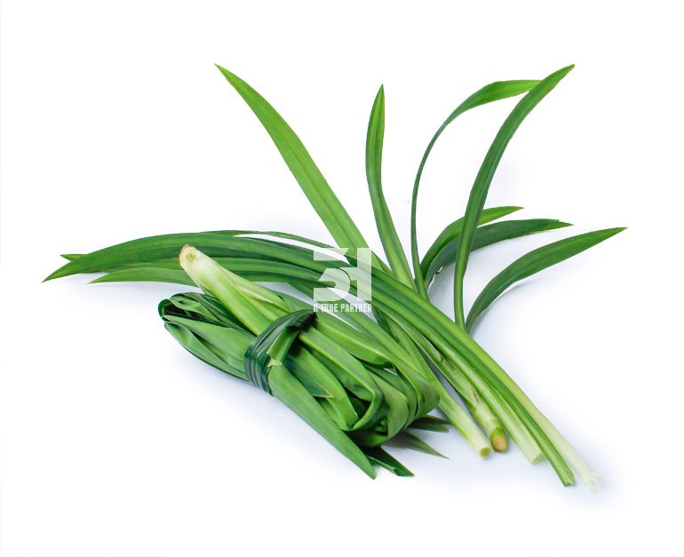 Листья Pandan 100% натуральные и органические фрукты и овощи во Вьетнаме