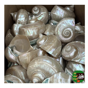 Venta al por mayor Turbo Shell, Concha Natural, Concha Pulida Proveedor de Concha para Acuario, Decoración, Concha Sin Pulir - Product Image 1