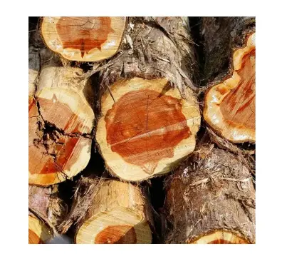 Venta caliente OEM ODM Aromaterapia natural L Aceite esencial natural Aceite de madera de cedro con 100% natural puro