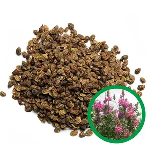 Wholesale high quality animal feed herbs in bulk sainfoin herb seeds for sale from perennial and annual herbs supplier
