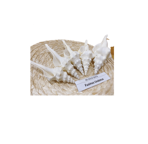 เปลือกหอยสำหรับตกแต่งสารพันแบบพรีเมี่ยมที่มีรูปทรงที่เป็นเอกลักษณ์สำหรับงานฝีมือแฮนด์เมดและการตกแต่งภายใน - Product Image 2