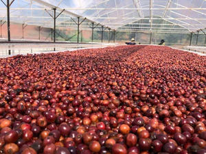 Nouvelle récolte 2026 Grains de café vert Robusta du Vietnam |   Grains entiers |   Approvisionnement en gros - Product Image 6