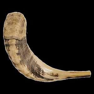 Faizacraft corne de bélier et corne de mouton de forme naturelle Animal européen sculpté artisanat quantité en vrac à vendre par Crafts Galore - Product Image 3