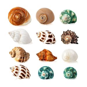 VENTA RÁPIDA Artesanías de Conchas Marinas Pulimentadas para Decorar Centros de Mesa de Boda y Alternativa Ecológica a las Adornos de Plástico - Product Image 5