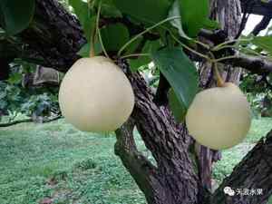 Nouvelle récolte <span class=keywords><strong>de</strong></span> poires Ya fraîches provenant des jardins du Hebei avec des poires fraîches à bon prix Ya chinoise/Early Su/Shandong/Crown Pear - Product Image 4