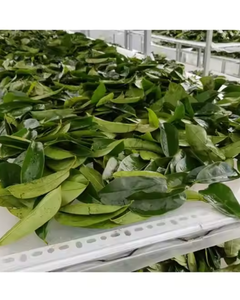 Hojas de guanábana secas de Vietnam, suministro a granel para exportación - Product Image 6