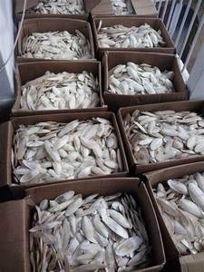 SUMINISTRO DE HUESOS SECOS DE SEPIA CON EL MEJOR PRECIO DE VIET NAM - Product Image 6