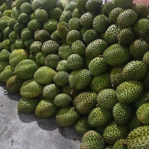 ทุเรียนเวียดนามแท้ ผลิตจากเนื้อสุก สำหรับร้านค้าออร์แกนิกและแบรนด์ขนมหวาน คุณภาพรสชาติคงที่ - Product Image 1