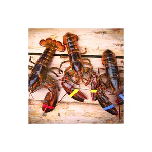 Harga pabrik Lobster Frozen murah/ekor Lobster Frozen