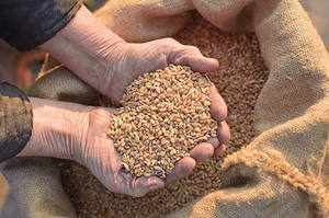 Grano de Trigo Duro de Alta Calidad, 100% Puro, Natural y Orgánico, Seco, a Granel, de Primera Calidad para Consumo Humano - Product Image 1