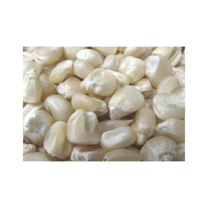 Suministro a granel de maíz blanco directo de fábrica para exportación y comercio - Product Image 6