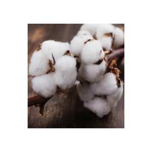 เส้นด้ายฝ้ายอินทรีย์ห่อด้วยก้อนฝ้ายดิบสำหรับการปั่นและการทอผ้า - Product Image 5