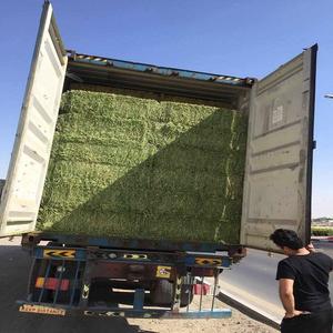 Venta al por mayor de heno de alfalfa a granel Venta caliente precio barato piensos para caballos ganado cerdos envasados en bolsas - Product Image 6