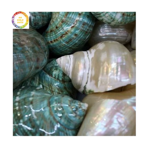 2025 Coquille turbo verte polie Coquille de mer naturelle pour la décoration, l'artisanat et les aquariums - Product Image 1