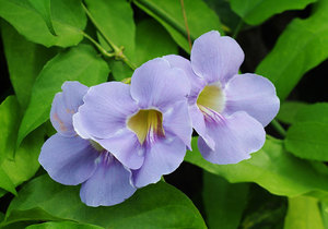 Kmp แบรนด์ Thunbergia laurifolia 200มก. เพื่อสุขภาพตัวทำละลายเกรดอาหารสกัดสมุนไพรประเทศไทยป่า - Product Image 2