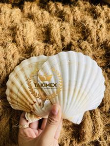 Coquilles de pétoncles sèches et propres pour la décoration en stock - Product Image 6