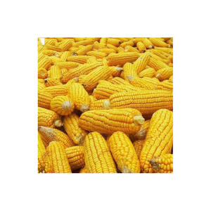 Maíz amarillo dulce/no GMO, maíz amarillo a granel, fabricante de Tailandia, venta al por mayor para la exportación, 2020 - Product Image 3