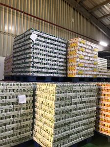 กาแฟดำเย็นแบบกระป๋อง 250 มล. กาแฟเวียดนาม (อาราบิก้าและโรบัสต้า) ผลิตภายใต้แบรนด์ส่วนตัว ผู้ผลิตกาแฟเข้มข้น - Product Image 6