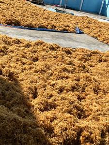 MEILLEURES VENTES D'EAU DE MER EUCHEUMA COTTONI / Mousse d'Irlande sauvage, origine Ninh Thuan, Vietnam - Product Image 4