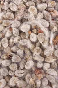 Semillas de algodón orgánico crudo de calidad superior al por mayor baratas para la exportación - Product Image 5