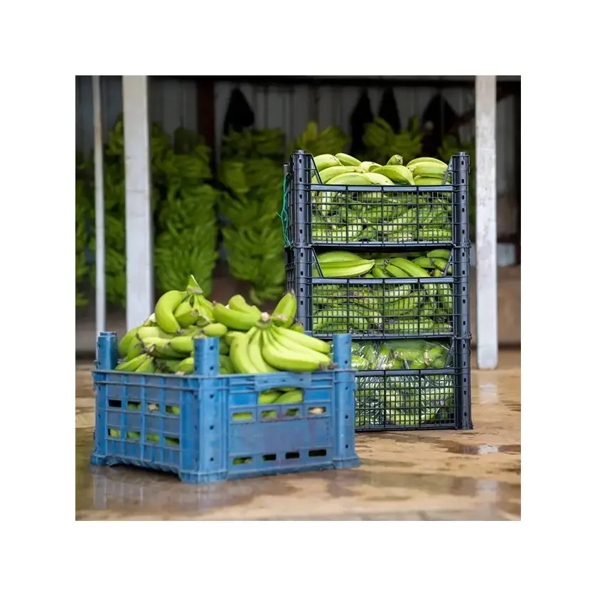 En vrac 100% maturité Cavendish banane de qualité supérieure manger des fruits de banane 13.5 Kgs boîtes en carton magasin 13 degrés refroidissement frais