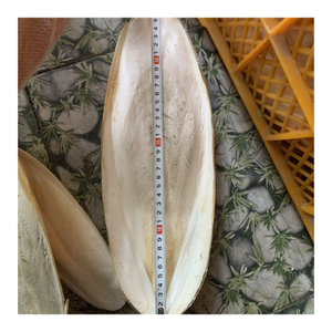 El mejor vendedor Cuttlebone blister de hueso de sepia seco disponible en Vietnam - Product Image 5