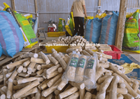 L'usine fournit directement du bois de java en bois de caféier fort naturel/bâton dentaire pour chien/bâton à mâcher en bois de café véritable fabriqué au Vietnam