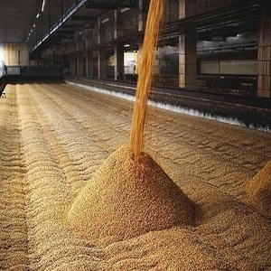 Export Grade Rye <b>Grains</b> Clean and Fresh Supply - Product Image 1