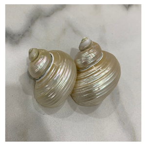 Turbo Burgess Seashells 4-6 cm al por mayor conchas de océano naturales pulidas para manualidades DIY, joyería y decoración de interiores - Product Image 4