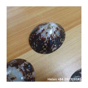 Coquillages d'allaitement naturels Coquilles de mer ovales polies Coquilles d'allaitement du Vietnam - Product Image 2