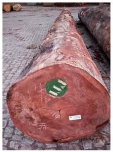 Troncos de madera de Okoume ecológicos para uso industrial Troncos de Aucoumea para aserraderos - Product Image 2