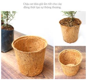100% macetas de inicio de semillas de coco biodegradables naturales para interiores y exteriores, maceta de germinación de semillas naturales ecológicas - Product Image 4